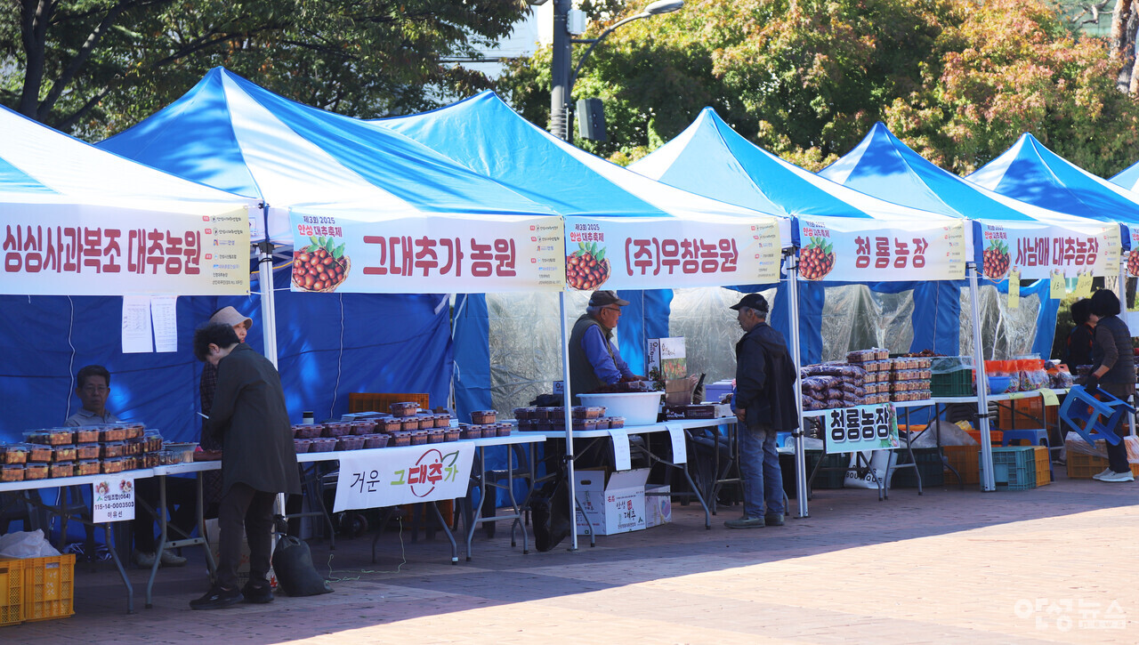 '2026 안성대추 축제' 23~24일 내혜홀광장서 개최··직거래 장터·밴드 공연